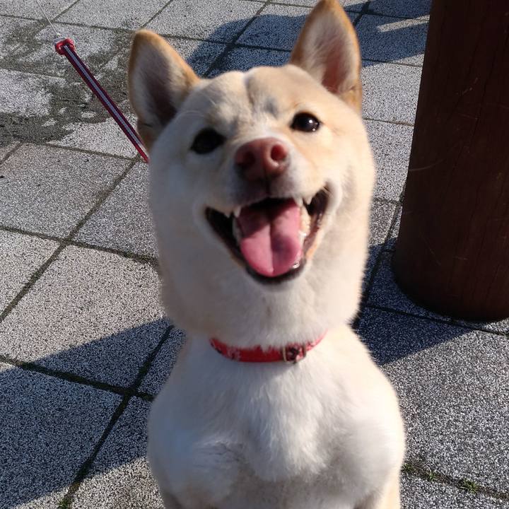 1c2602e6 df84 4bf5 9cea ab15d636724a 1517221689737