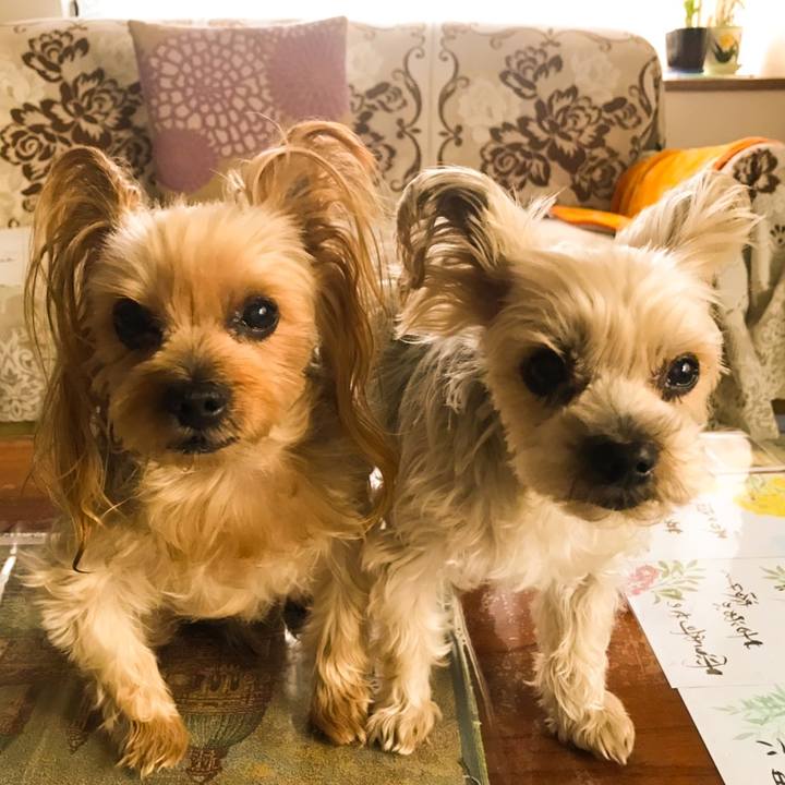 1c288f29 0835 42da aa31 9ec998494254 1576659327786