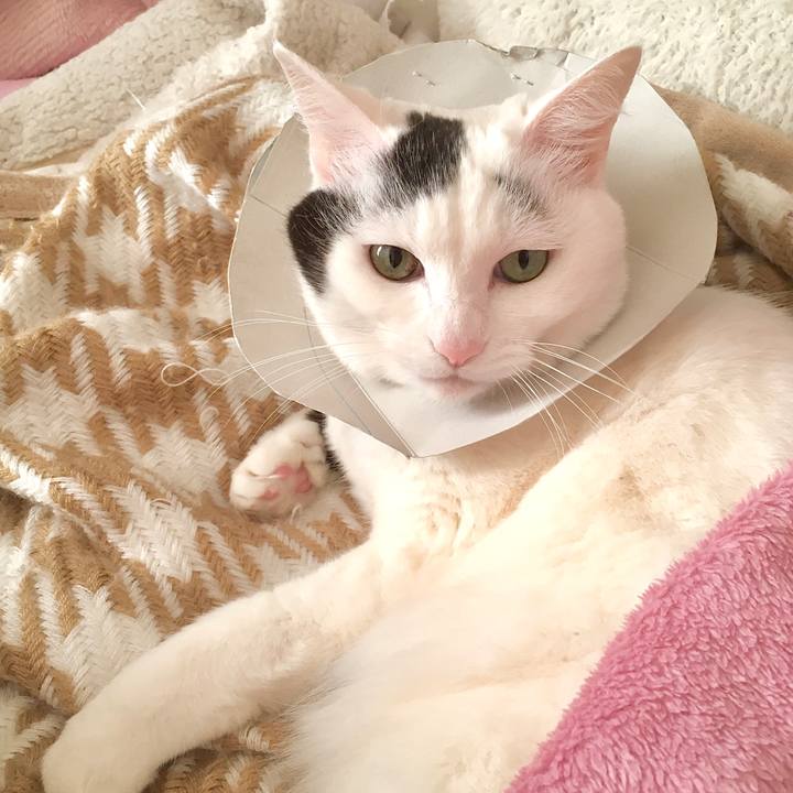 1c29da03 f5bb 40d8 9b2a 590413a0ccf3 1583135513190