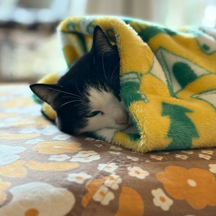 1c2d4c32 7dc0 4eb7 bb2b dbde9f2428bc 1770424906784