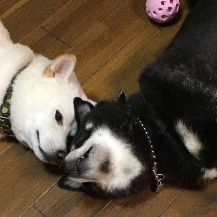 1c315c6e 4210 4af5 b577 673ee0117819 1513958555888