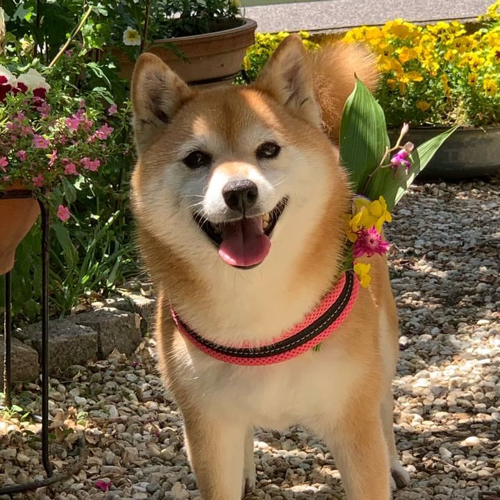 1c377db1 f458 454e 88c2 05b80a70ac25 1588918696175