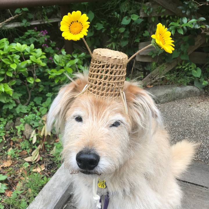 1c387bee a029 42d4 9959 505f17d562bf 1590216179516