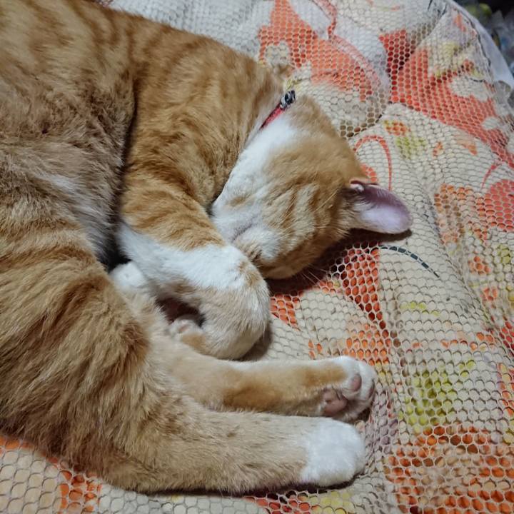 1c38a007 c083 4a31 9eb2 c19d8f24844e 1572354205836