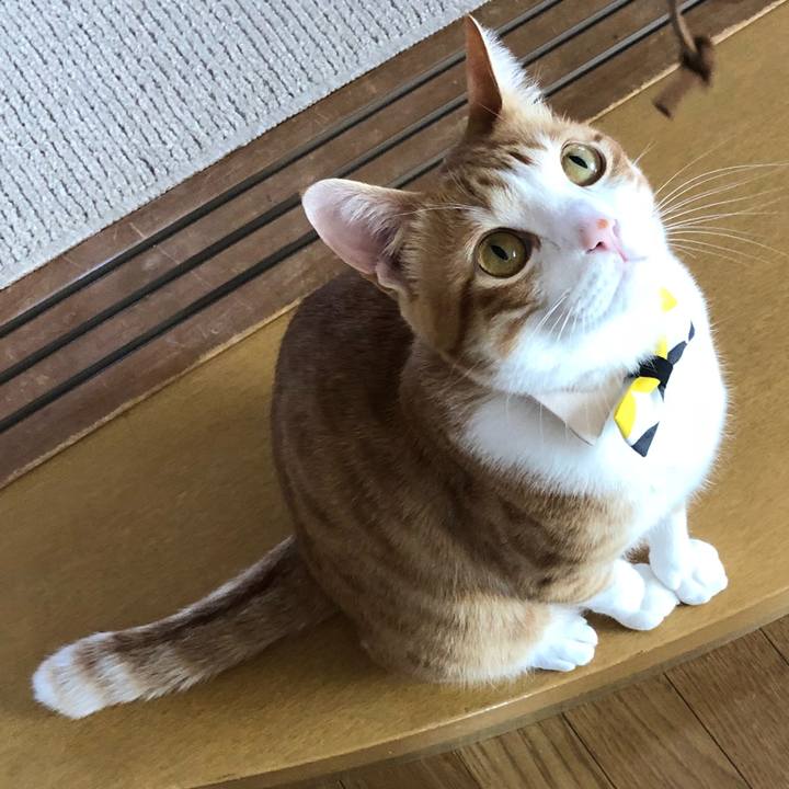 1c3a10b4 f929 4d27 ae35 d29107fe0e15 1544708656517