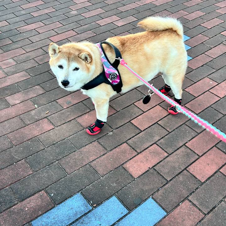 1c3ffcd4 bb57 43cf ab09 e6faf6d254b0 1733646310428