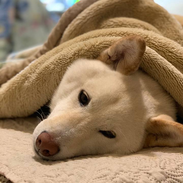 1c42622e c610 43c6 a9db 519f2912f7e8 1557839263919