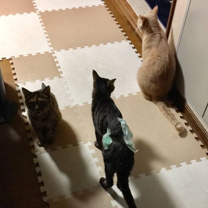 1c443dd4 9c50 455b 8bea 4eb2e8d5d953 1534363851079