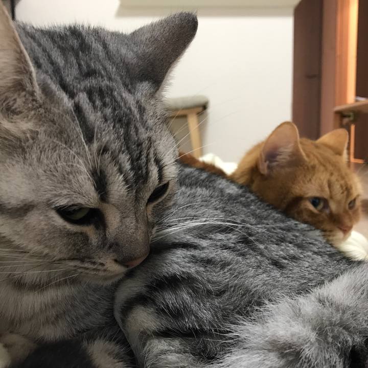 1c4a4dc5 c05b 4daf be4f 544cae3e1477 1508459846814