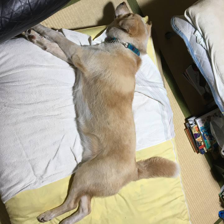 1c4b2a3a 8dff 49f2 9ede 49de7f1526bf 1528728289888