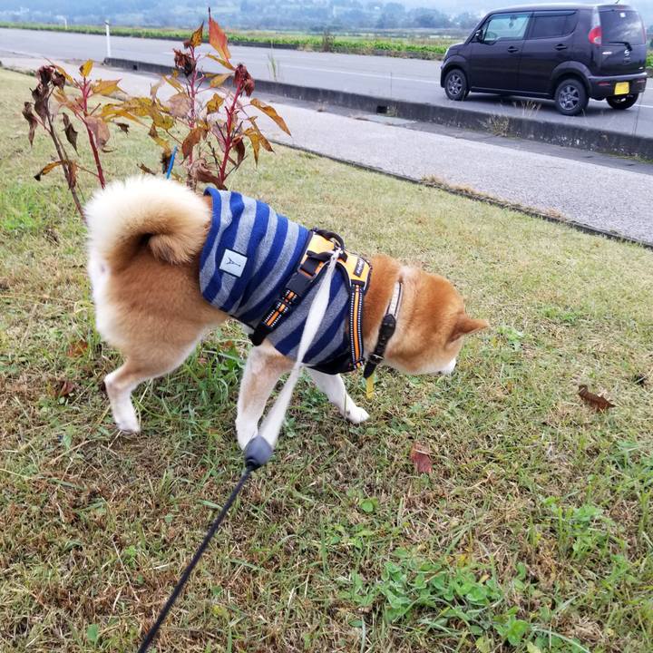 1c4bc864 a44b 4264 89e5 0beddc4615f4 1635642941488