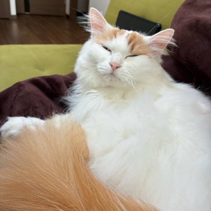 1c4c430e 44da 4083 81e1 b62a7c5a68d2 1763947138799