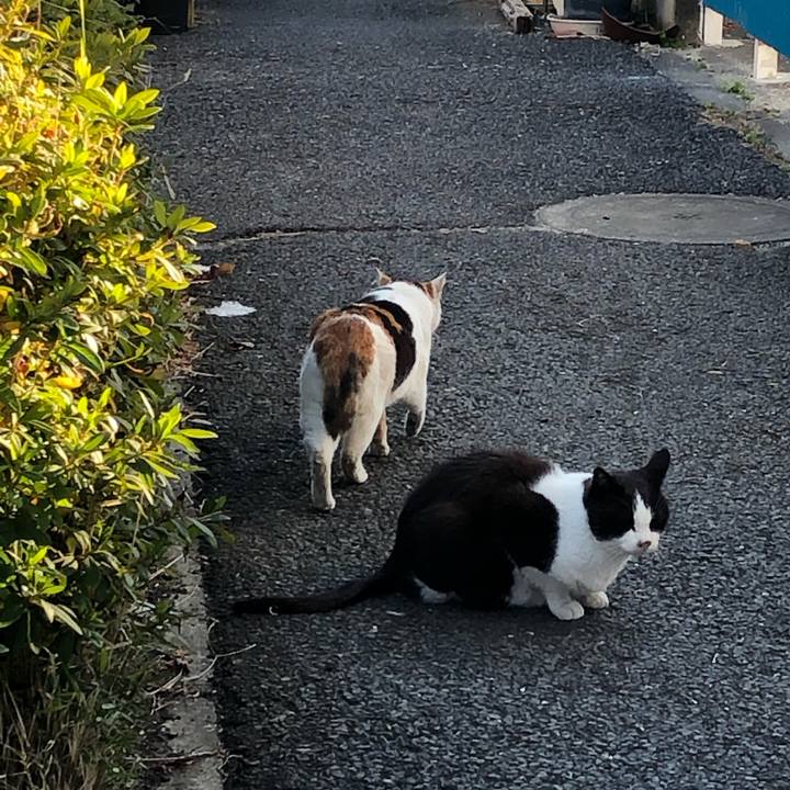 1c4cd070 8a92 4d25 a078 e98c51ff2bc8 1547196198289