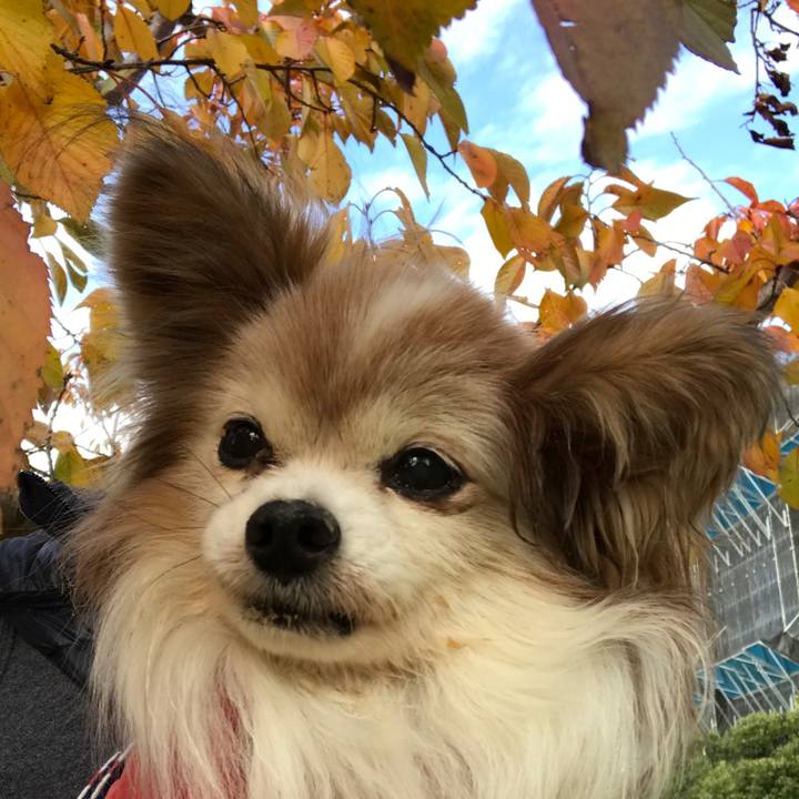 1c4d6ecc 43b7 4790 9a9b c573208e2e3f 1511750193065