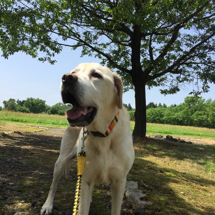 1c4da701 ed23 46f7 a6b6 43618922a8fb 1526353485732