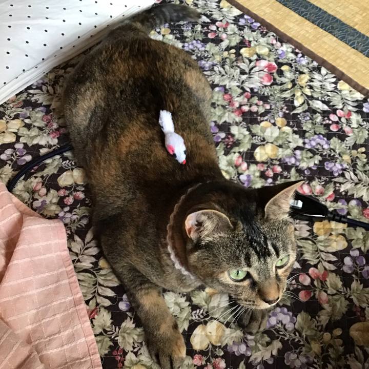 1c4e5992 c3dd 4710 9298 d43783150dcd 1655599086211