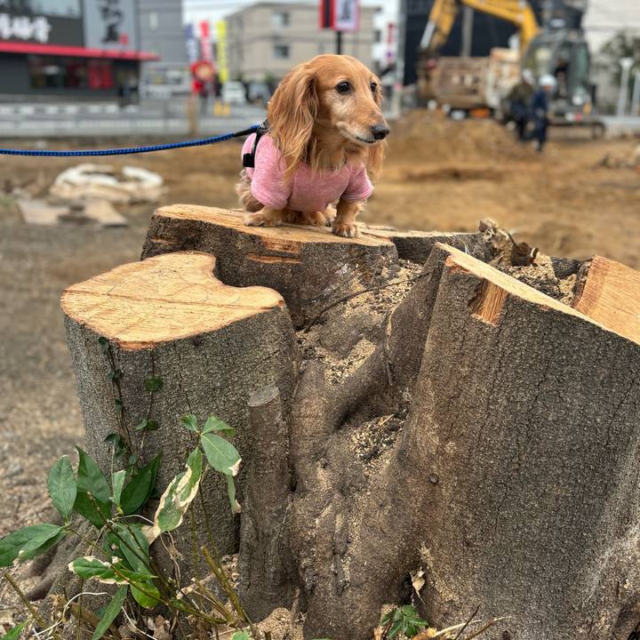 1c4eaad4 5ff6 4983 ba8e 4d6245340ba3 1731751588775