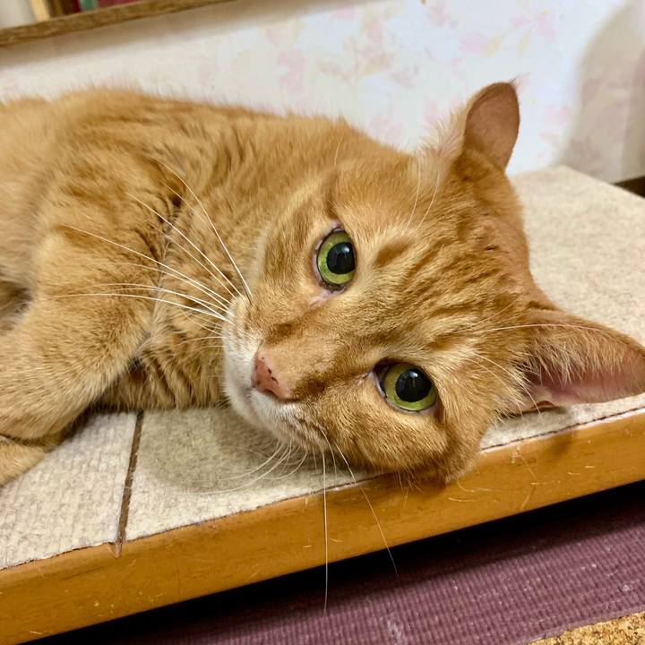 1c51a18a 36a3 4c9b 961e cf2ed57cb1ce 1631369905160