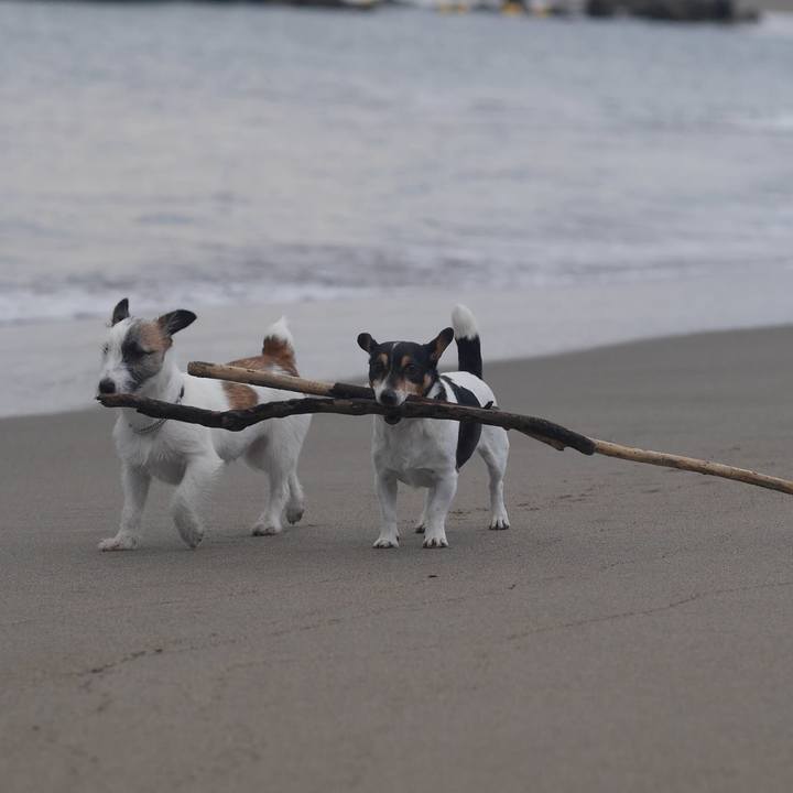 1c522249 ef4e 48d9 b637 333cab777590 1576643415197