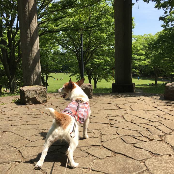 1c557b78 3259 4515 aed6 5f5ad5f07b3c 1590800336488