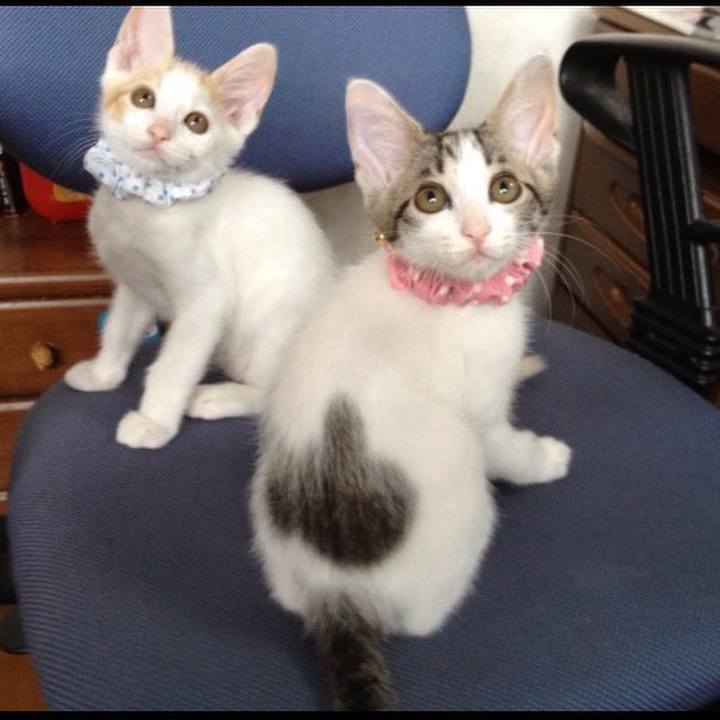 1c58c220 1e33 4ef3 87f1 b7423a6e4e6c 1530401082748