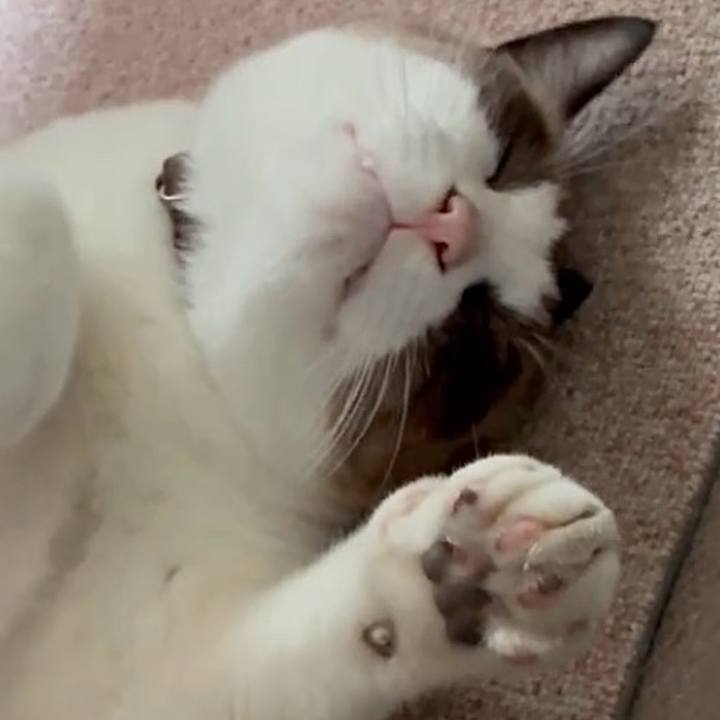 1c59504b df0c 4eae a853 333ce1c30780 1761965255247