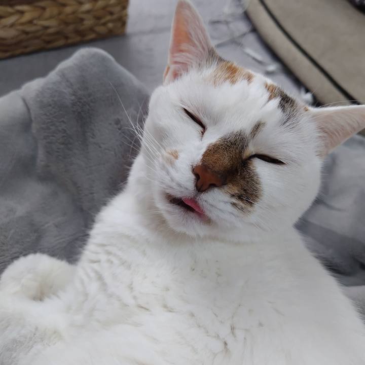 1c598d2b a447 40a8 ae16 7ddc08dafef6 1762393905169