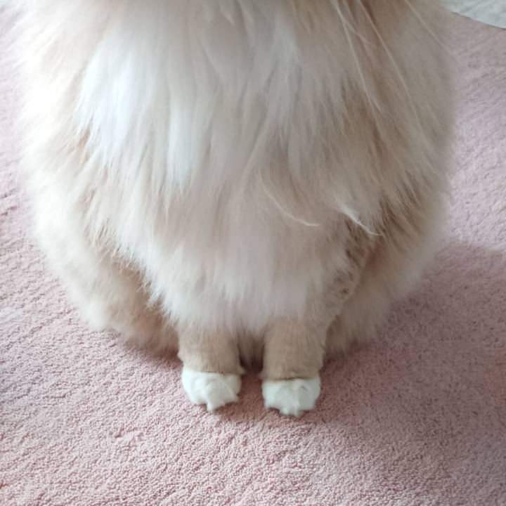 1c5a840c 2d94 4856 b421 c8cdbfab2e37 1585362727180