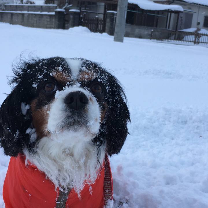 1c5b4e5d 1fa6 4e28 a8f5 66ee65b8a532 1514353920378