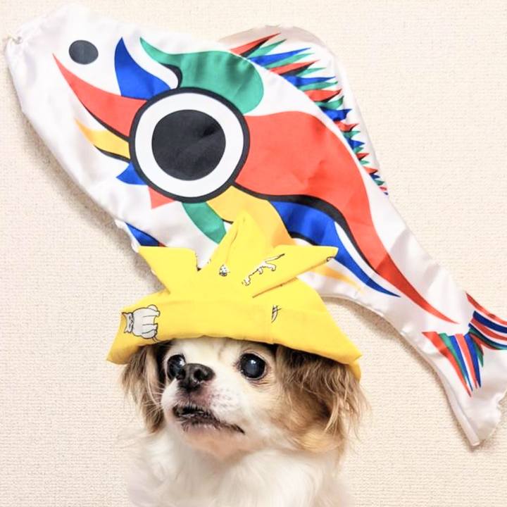 1c5d9682 5b00 413c a5e0 acd67261d0c3 1714871025751