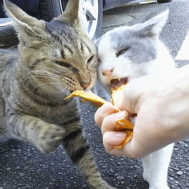 1c6302ea 7b9d 42bc bf0d c770e815e294 1513140668961