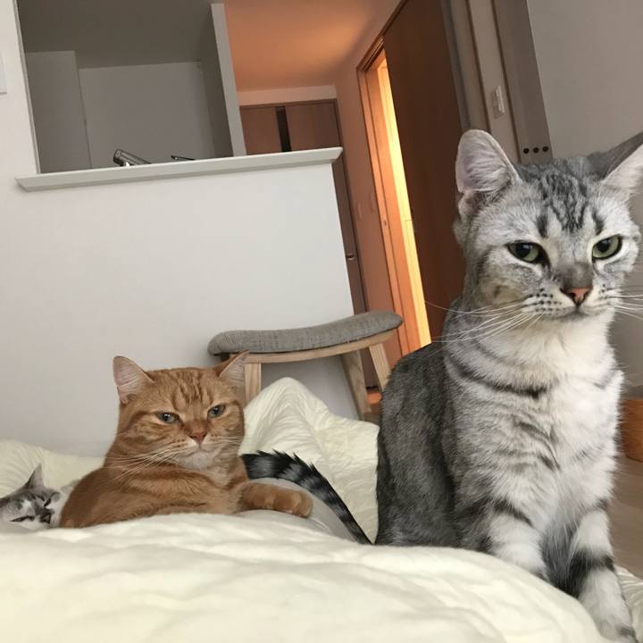 1c6386b0 4fc9 4388 9f14 fed5e4e214fa 1540690687289