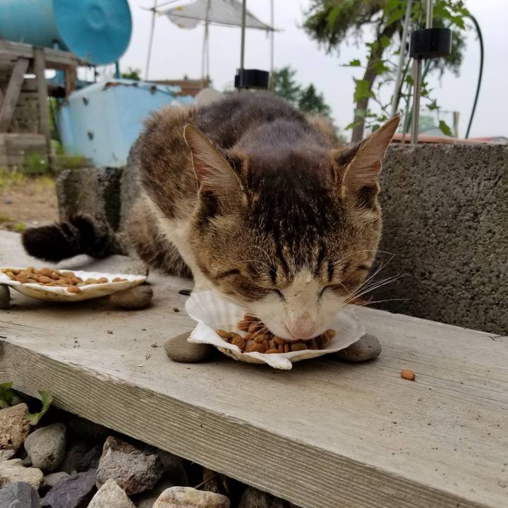 1c642922 17e5 4864 bd8c 8423eeb3b418 1591797385457