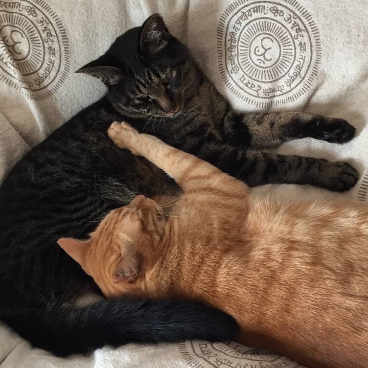 1c650b7a cf83 46d0 bdd6 5e13867870d5 1528558332793