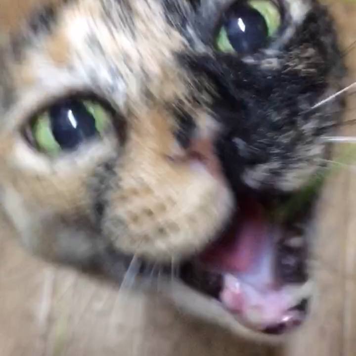 1c651f33 623e 4385 9f37 2af0c2d41082 1512139921260