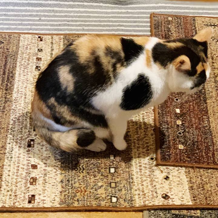 1c6706fe 3938 43bb a41a 75c990cd8d01 1544318506855