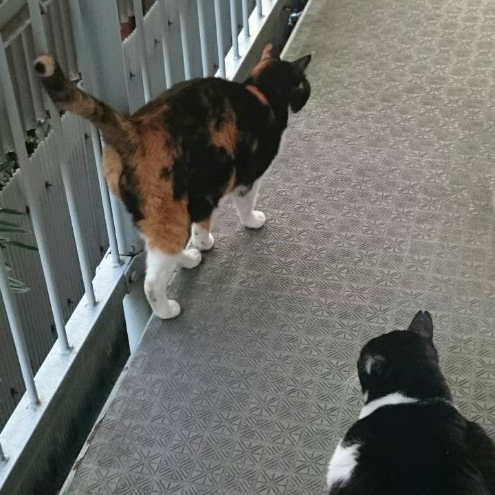 1c671058 90f2 4602 9351 0bbb6a920f61 1508989703158