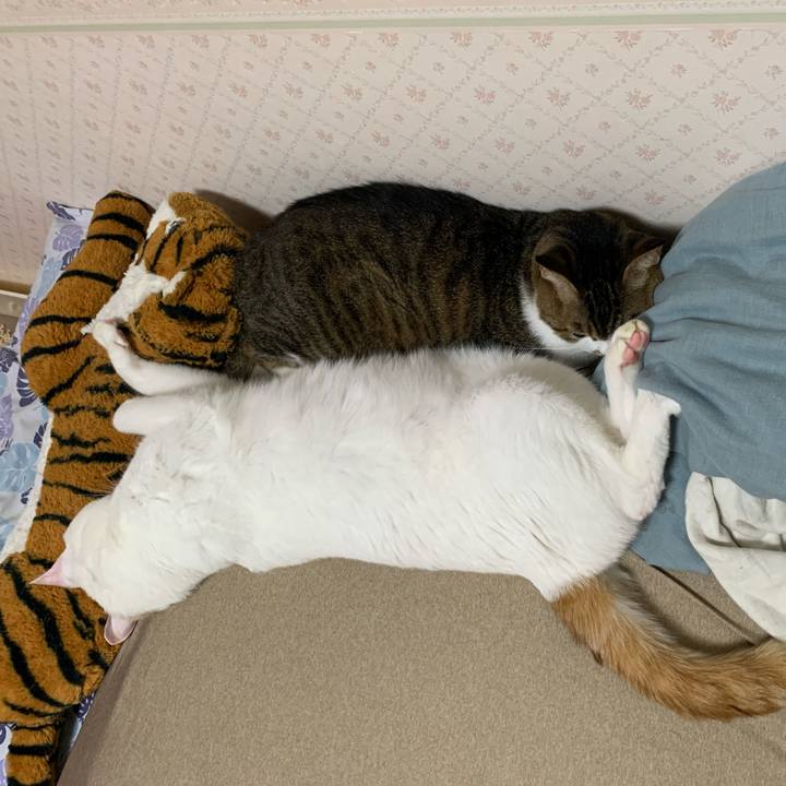 1c68b1a1 7cca 453e bdc9 36a1166c22c9 1627131287088