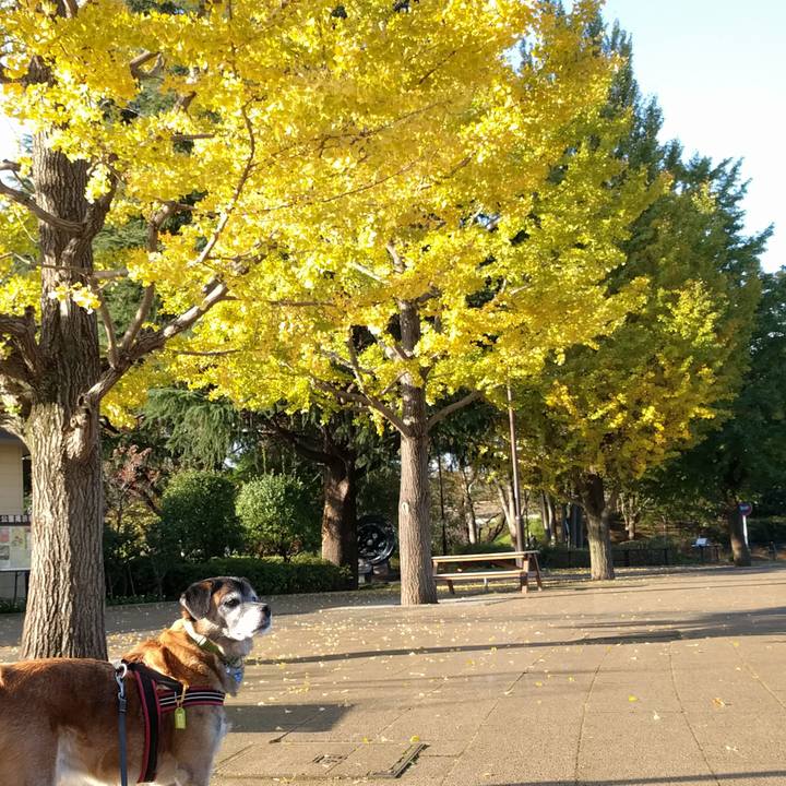 1c6a4ca2 269f 4f8a 8525 2fd55019d842 1542151978603