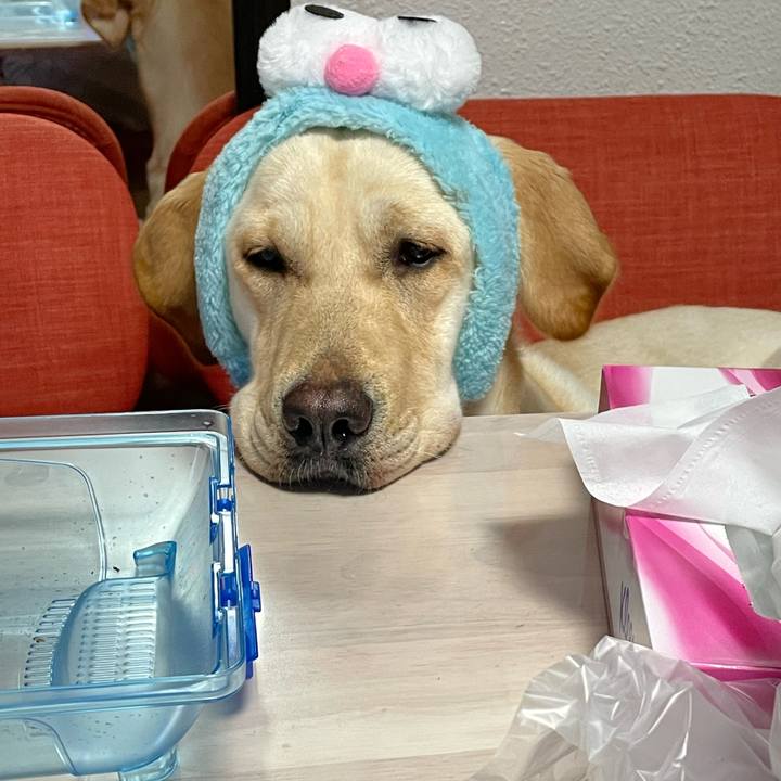 1c6ad2dc 70ec 41a6 b6e2 8ce8271304b6 1656419228390