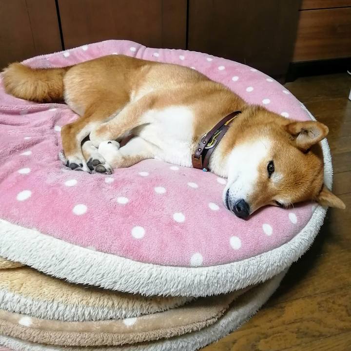 1c6c37cf 2e63 4318 a5d6 3f7ef98bc09e 1619929228111