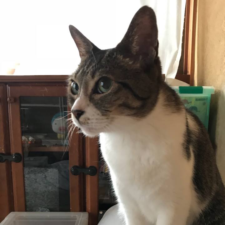 1c6c7c2d 12e1 4597 82ae 470208f5b2d7 1534722934761