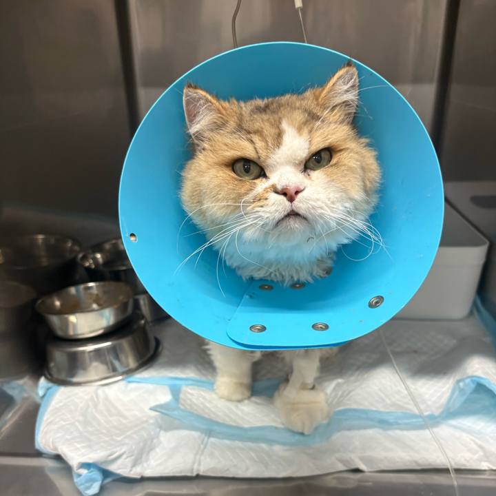 1c6f586a a3b0 4412 9f6b 84bd8edabb75 1755246076013