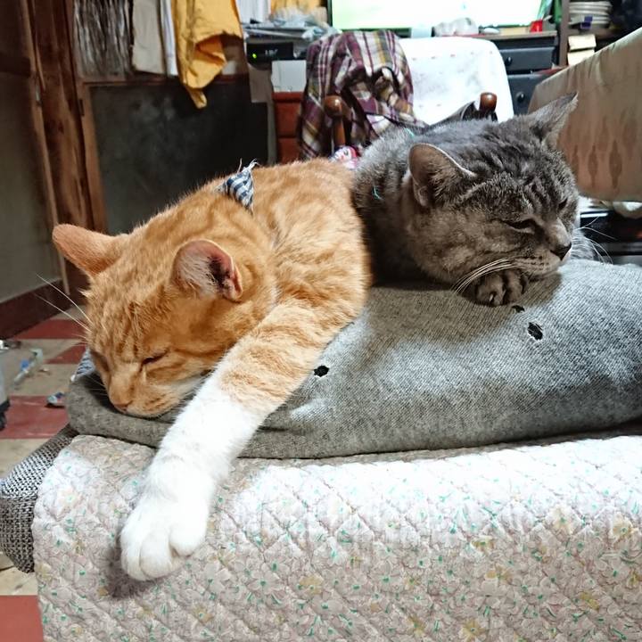 1c6f60f0 08a3 447b bda4 51b880595d88 1575795946628