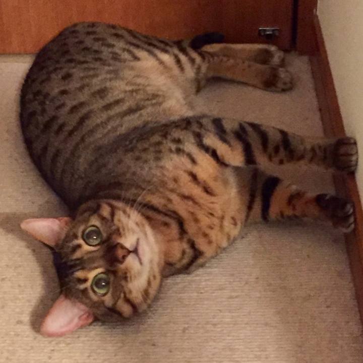 1c713e79 bc13 433e aeb2 2f8d068be4a2 1526525462436