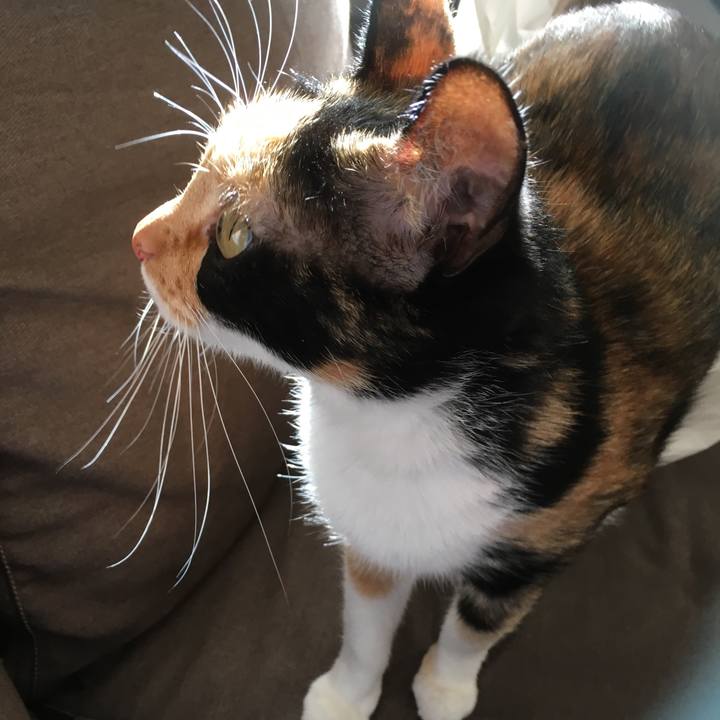 1c749734 fb1e 49c3 b4ee 793719d33991 1513902141149