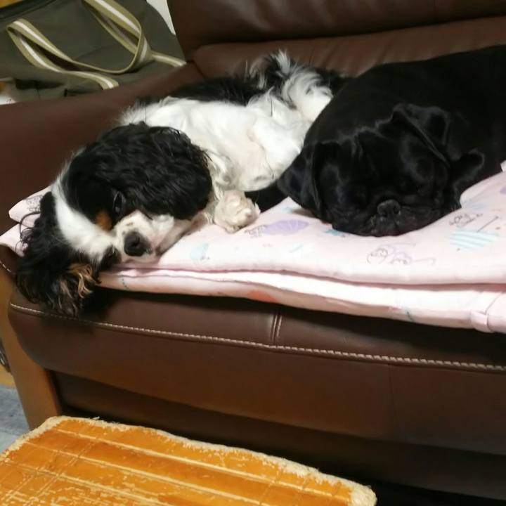 1c74d3a2 1df6 417f 8250 3b3fa066d145 1534177126272