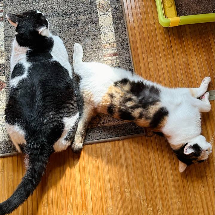 1c7791b4 b013 4366 b578 88f6b7020cb1 1723944507623