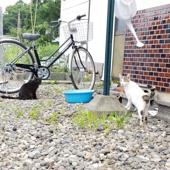 1c7850c3 17b9 4a02 8983 2c88a40acd7a 1594077456320