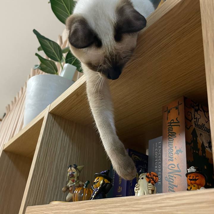 1c7c54e8 f723 49ee 9e37 6b876999379a 1698780681176